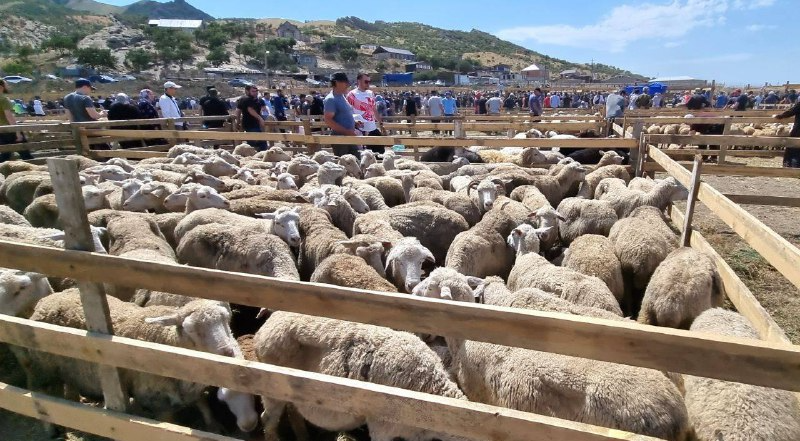 Организация мероприятий в Махачкале на Курбан-байрам 2025